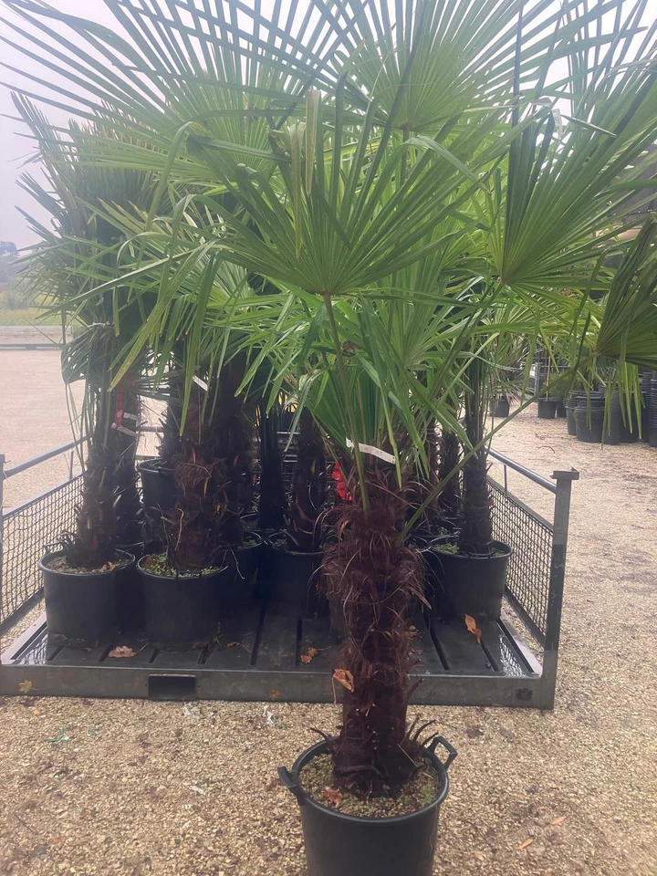 Trachycarpus fortunei Fan Palm UK hardy 50L Pot 100cm Clear Trunk 150cm Tall - Image 1 of 1