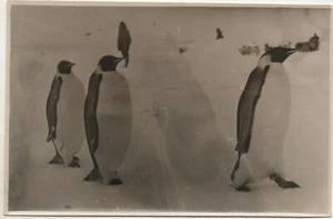 ANTIGUA FOTO ORIGINAL PINGÜINOS EXPEDICIÓN ANTÁRTICA ARGENTINA BONITA COMPOSICIÓN  - Imagen 1 de 2
