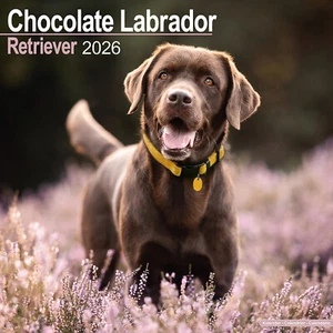 Chocolate Labrador Retriever 2026 Calendar | Dog Breed Gift 15% OFF MULTI ORDERS - Picture 1 of 8