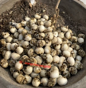 1/18 Scale Skull Model Kits Accessory for 3.75" Action Figure Custom Scene - Picture 1 of 5