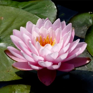 15 SEMILLAS DE NINFAEA 'Peter Slocum' - Imagen 1 de 1