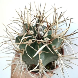 Astrophytum capricorne cv BUFFALO syn. TAIHO-GYOKU - - Ziegenhorn Kaktus | - Bild 1 von 4