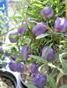 10 X PURPLE APPLE BERRY SEEDS-BILLARDIERA-FLOWERS-NATIVE BUSH TUCKER FOOD VINE - Picture 1 of 7