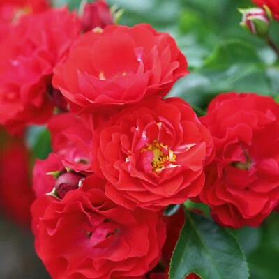 Bodendeckerrosen viele Farben/Lieferformen winterhart pflegeleicht - Bild 1 von 4