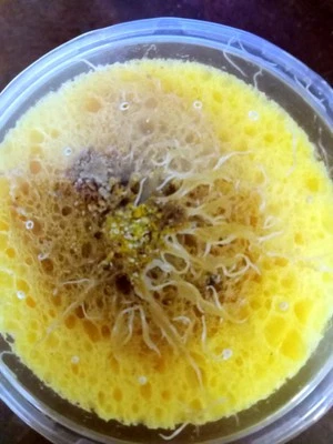  CLEAN Grindal worm Culture. 4-layer + Food. Fast Producing, Easy Harvest - Image 1 of 4