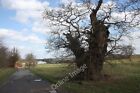 Photo 6x4 Old oak tree on Dunstall Common Very close to Red Deer Farm.T c2010