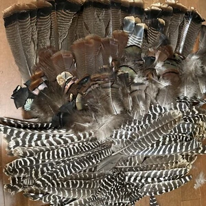 Various Wild Turkey Feathers/Wings & Tail Some Copper - Picture 1 of 9