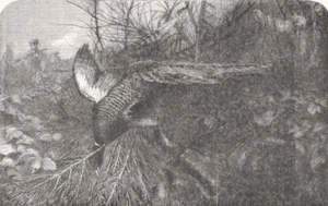 BIRDS. Pheasant-Shooting 1857 old antique vintage print picture - Picture 1 of 1