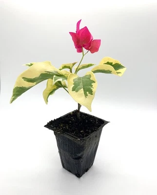 Bougainvillea 'Raspberry Ice' Variegated - 2.5 Inch Pot - Image 1 of 2