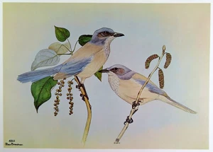 Rex Brasher Bird Print, Scrub Jay in Balsam Poplar Tree, 16x12 in. - Picture 1 of 3