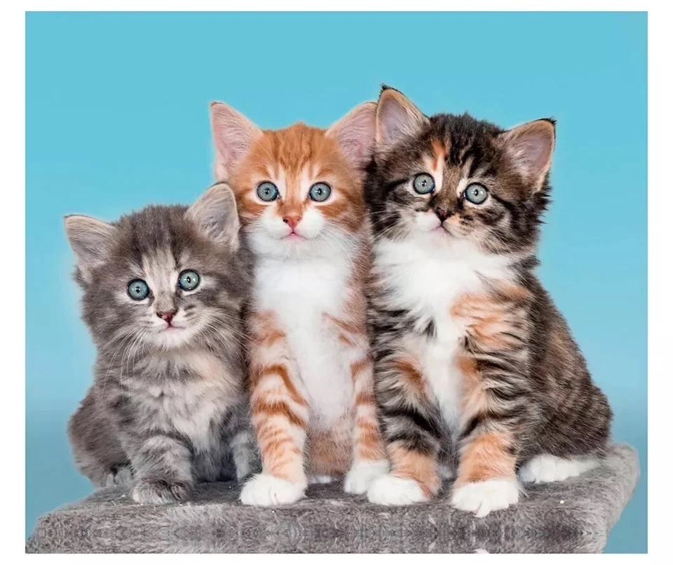 Manta Raschel Super Peluche con 3 Gatitos Azul y Marrón Foto 1 de 1