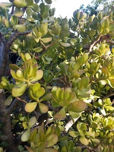 Thick Cutting Jade Plant Crassula ovata Succulents. 12" Tall. W/ roots. 3qty. - Picture 1 of 6
