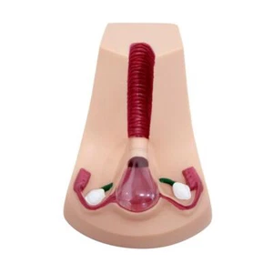 Female Intrauterine Contraceptive Device Model,IUD Training Simulator - Picture 1 of 4