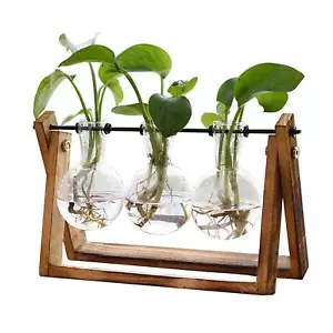 Plant Terrarium with Wooden Stand Air Planter Bulb Glass Vase Metal Swivel Ho... - Picture 1 of 6