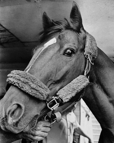 Triple Crown Horse SECRETARIAT Glossy 8x10 Photo Print Racehorse Poster Cover