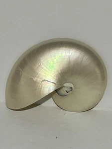 Center cut chambered nautilus sea shell Pearl cross sectioned seashell half 4” - Picture 1 of 3