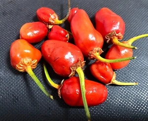 NEW RED BBG 2023 Chilli seeds - Picture 1 of 1