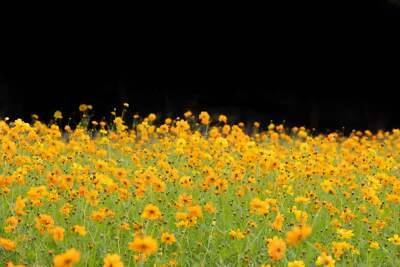 SEEDVILLE USA 300 YELLOW SULPHUR COSMOS Bipinnatus Flower Seeds