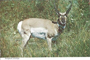POSTCARD—Pronghorn Antelope—FREE SHIPPING - Picture 1 of 1
