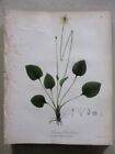 "Impression vintage, CAROLINA GRASS de PARNASSUS, 1843, NY BOTANY, Torrey, couleur, 11x9"