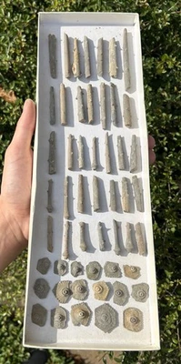 Archaeocidaris fósil erizo de mar espinas y placas LOTE A GRANEL Texas Echinoides Foto 1 de 4