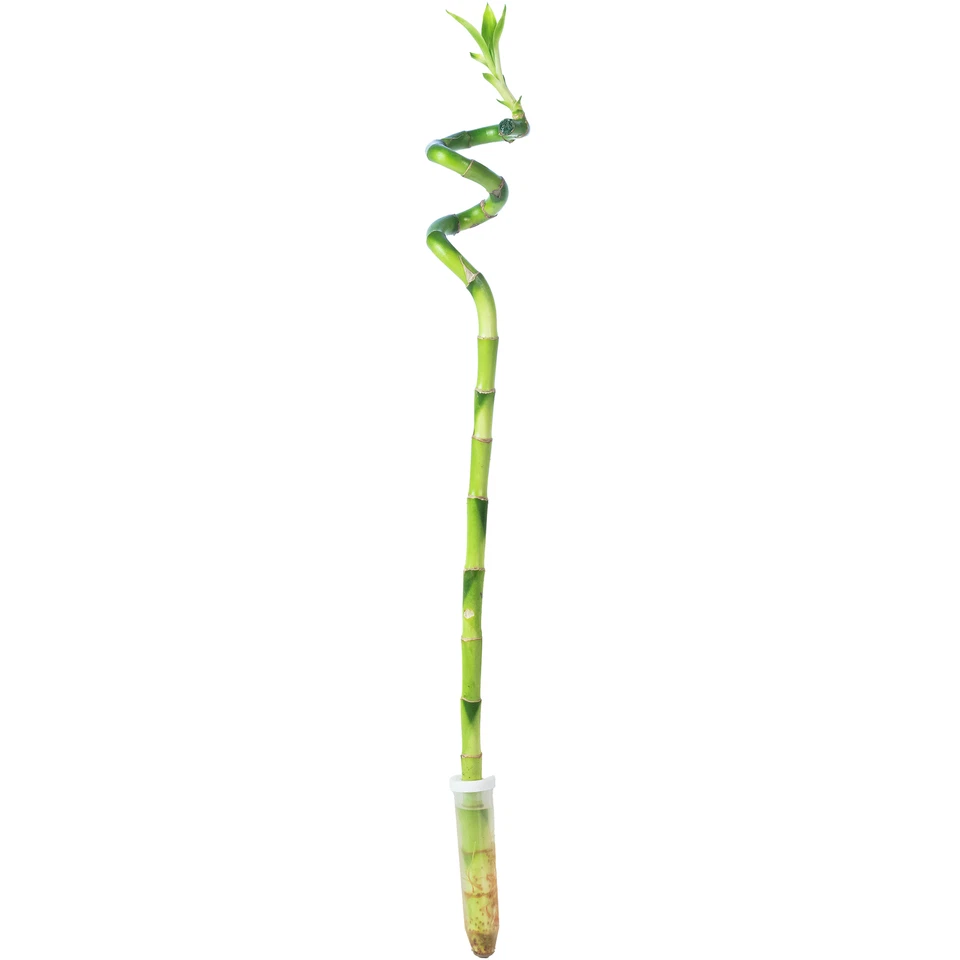 Glücksbambus "Lucky Bamboo" Stengel spiralförmig, im Röhrchen - Dracaena Sanderi - Bild 1 von 1