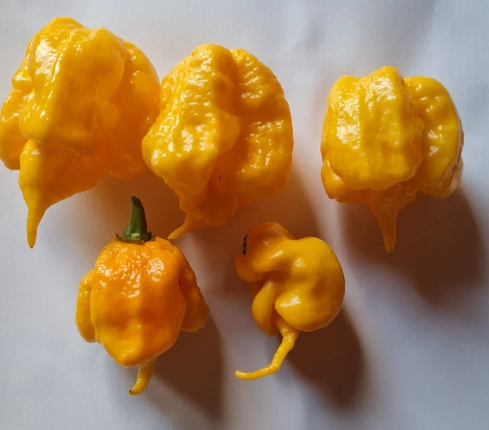 20 semillas de pimiento Carolina Reaper naranja - Imagen 1 de 1