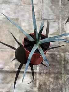 Agave lechuguilla var CAERULESCENS rara 1 Planta joven con raiz Suculenta 20 cms - Imagen 1 de 3