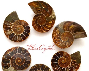 Juego de 1 par mediano de FÓSIL DE AMONITA (25-30 mm) Nautilus Shell #MR05 - Imagen 1 de 2