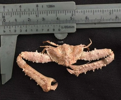 CRABS/Deep sea crab species preserved dried crabs - Image 1 of 2