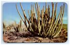 Postcard Organ Pipe Cactus Arizona