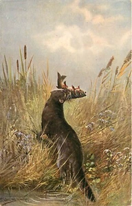 c1907 Animal Art Postcard A/S Müller, Otter on Riverbank Eating a Fish, Ser. 350 - Picture 1 of 2