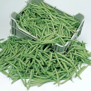 BEAN SLENDETTE BLANCO - 10 SEMILLAS - Imagen 1 de 1