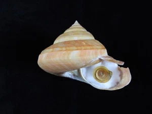 Sea shell Pleurotomaria teramachii 126mm ID#9006 - Picture 1 of 4