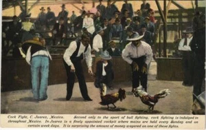 CPA AK Cock Fight MEXICO (1058228) - Bild 1 von 2