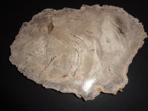 Petrified Wood about 10 inches x 7 inches and approximately 3 lbs 6.5 oz - Picture 1 of 2
