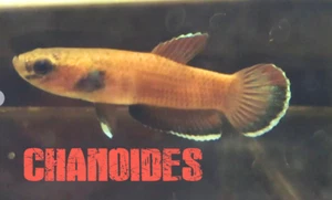 Wild Betta Chanoides - Betta macho y hembra - #Par - Imagen 1 de 4