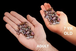 RUBY CORUNDUM 2 Oz Bag A Grade Rock Mineral Heart Chakra Healing Reiki Gemstone - Picture 1 of 3