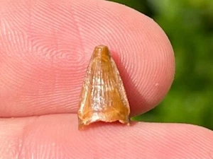 Mahajangasuchus Fossil Crocodile Tooth Madagascar Cretaceous Croc Maevarano Fm - Picture 1 of 5