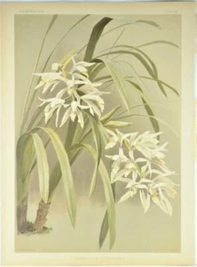 LIJADORA REICHENBACHIA IMPRESIÓN BOTÁNICA-ORQUÍDEA-CYMBIDIUM MASTERSI-F-1890 - Imagen 1 de 1