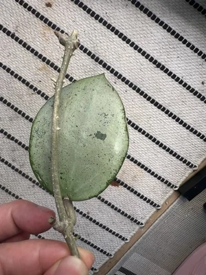 Hoya Verticillata Silver Heart Top Cut B - Image 1 of 4