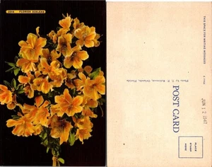 Postal de colección - Florida Azaleas 1947 - Imagen 1 de 1