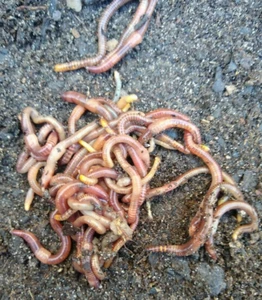 55 - Organic Live Red Wiggler Worms (Composting Worms - Eisenia fetida) - Picture 1 of 2
