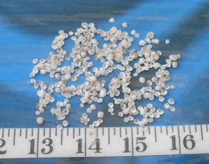 ~ False Quahog Shells ~ 500 ~ White & Purple ~ Shellcraft~ Sailor's Valentines ~ - Picture 1 of 5