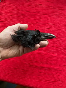 Crow skull taxidermy genuine crow feathers witchcraft occult raven - Picture 1 of 4