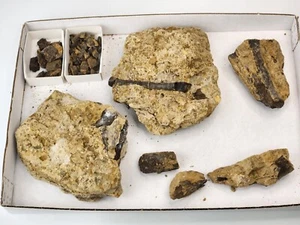 Sauropod Dinosaur Rib Fossil Prep Projects - Morrison - Self Dug - Big Horn, WY - Picture 1 of 24