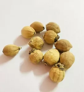 LAGHU NARIYAL 11 PC Sriphal (Small Coconut) for Wealth and Prosperity FREE SHIP - Picture 1 of 2