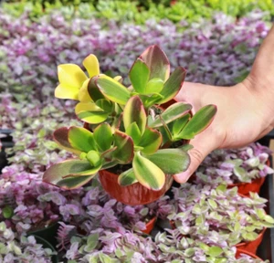 Tricolor Jade Live Succulent Plant in 2" 4" Pot - Picture 1 of 12