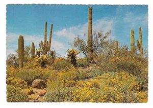 Desierto Flor de Cactus Naturaleza Suroeste Arizona Cromo Postal Flores Saguaro - Imagen 1 de 2