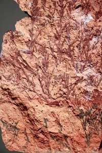 Sequoia cuneata • Creataceous Age Fossil Tree from Utah - Picture 1 of 9